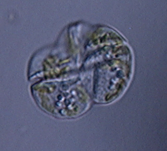 Dinoflagellata Picture #1