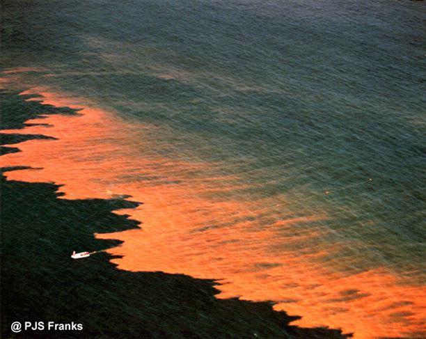Example of Waters Going Through a Visable Red Tide