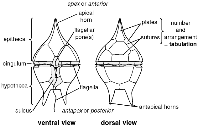DINOFLAGELLATES: THE CAUSE OF RED TIDE